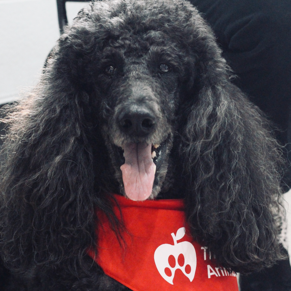 A large black poodle with wavy hair on his ears, with his mouth open and tongue hanging out, wearing a red New York Therapy Animals bandana