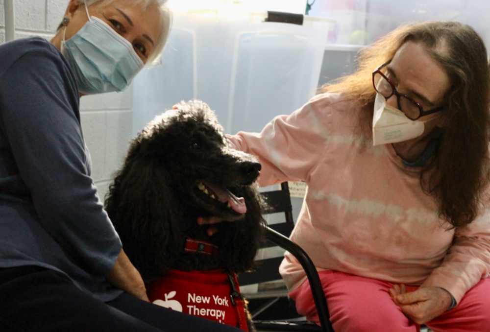 Two women pet a black standard poodle who is wearing a red bandana